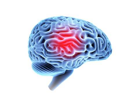 brain